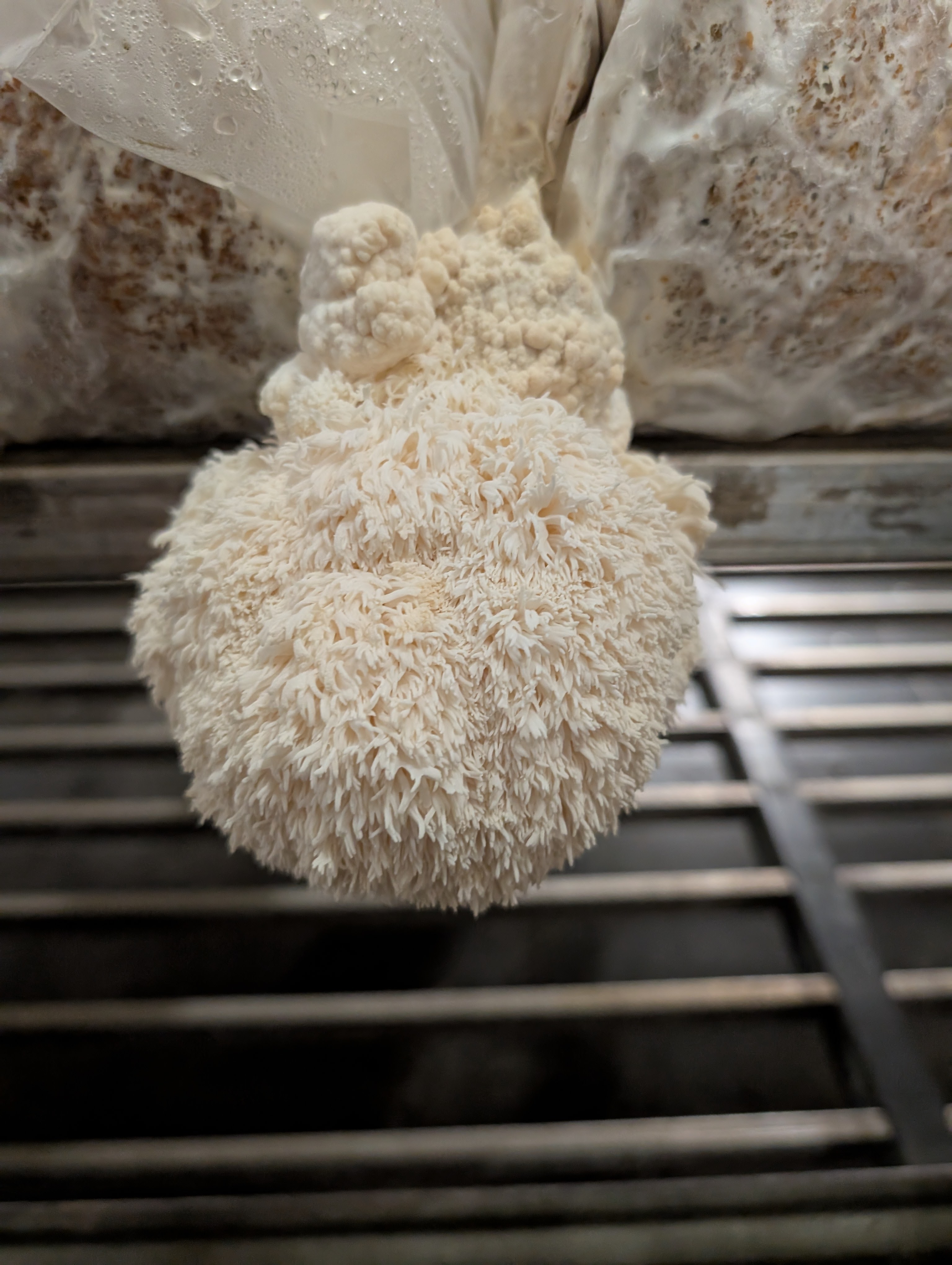 Lion's Mane Extract